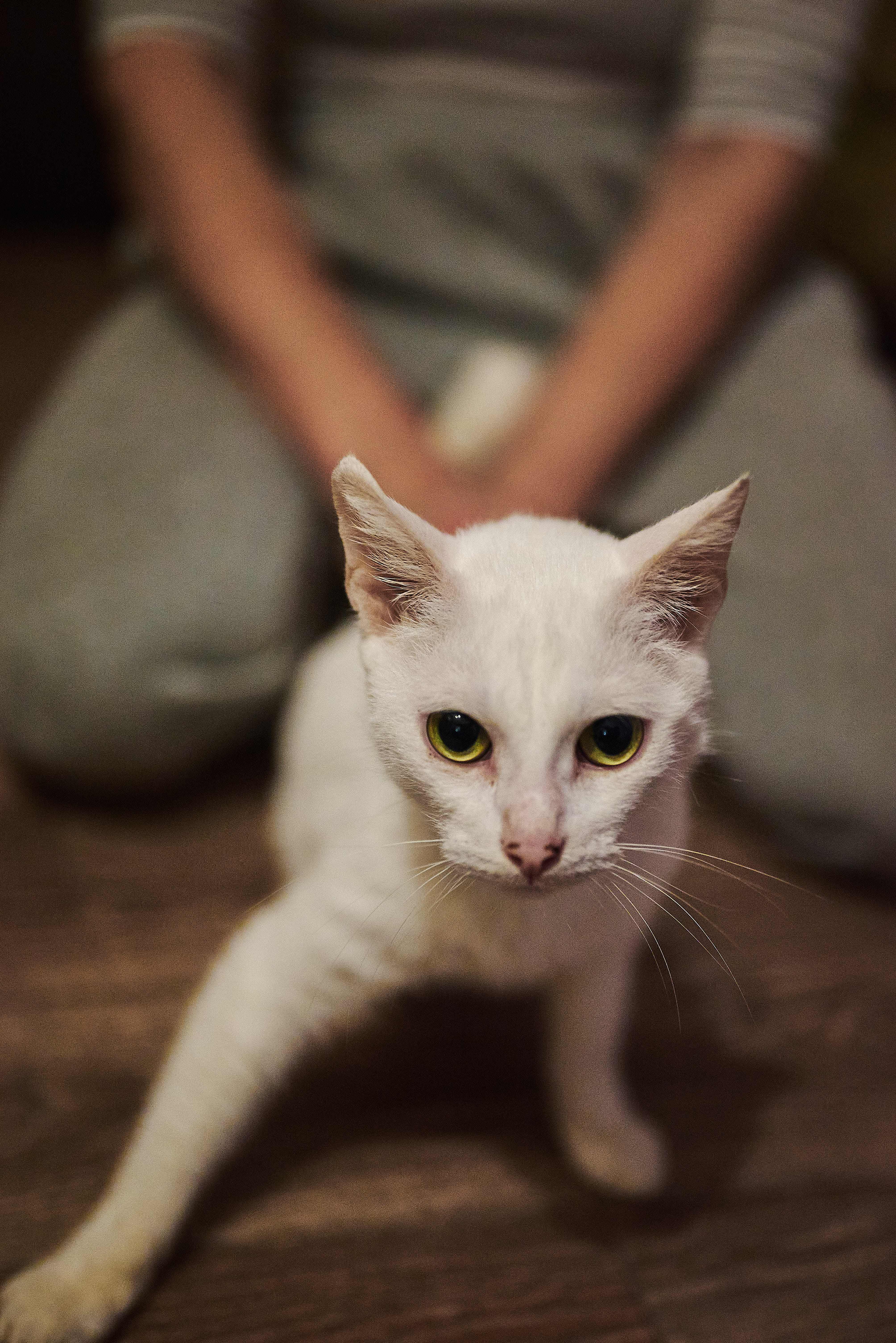Сеня