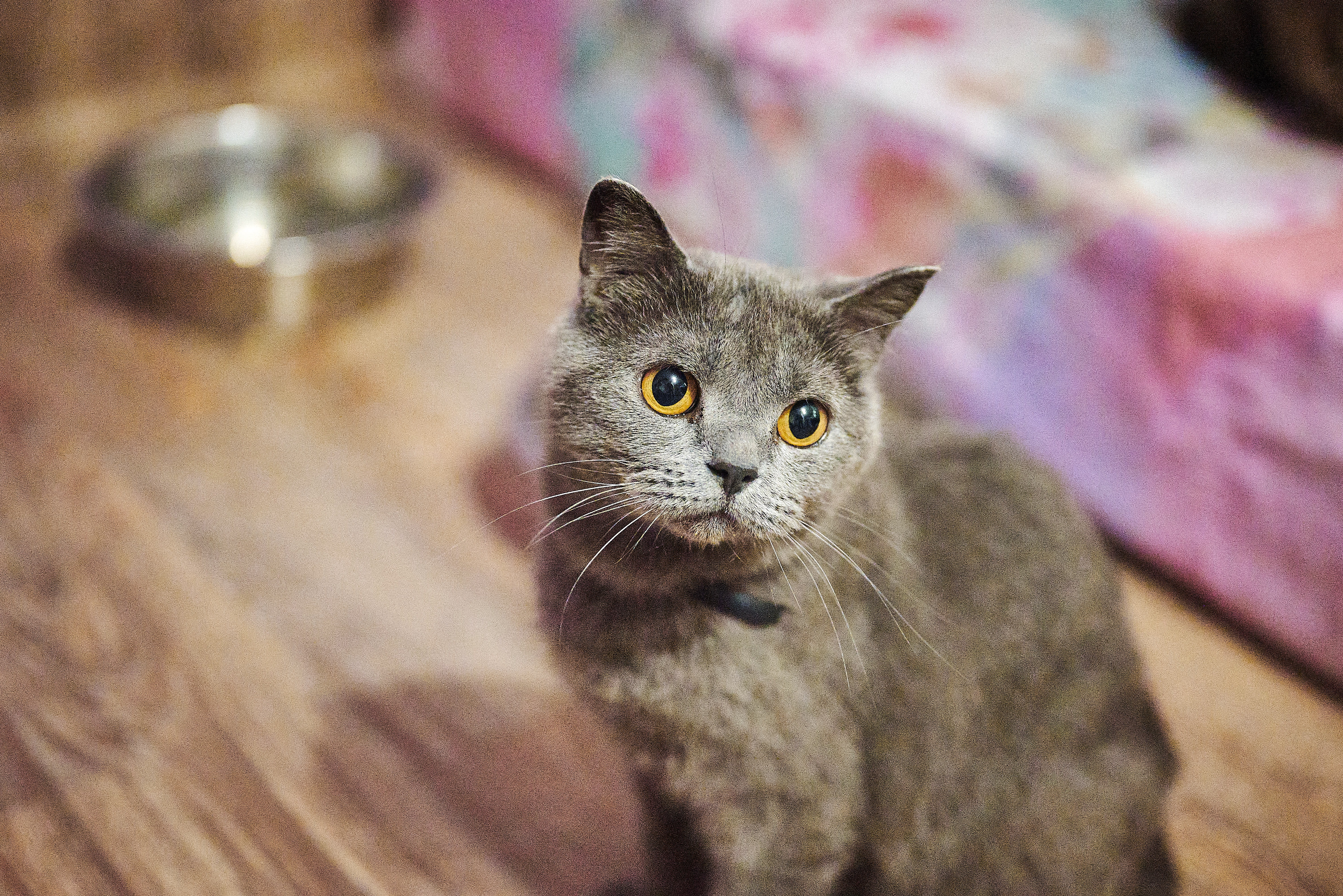 Лина
