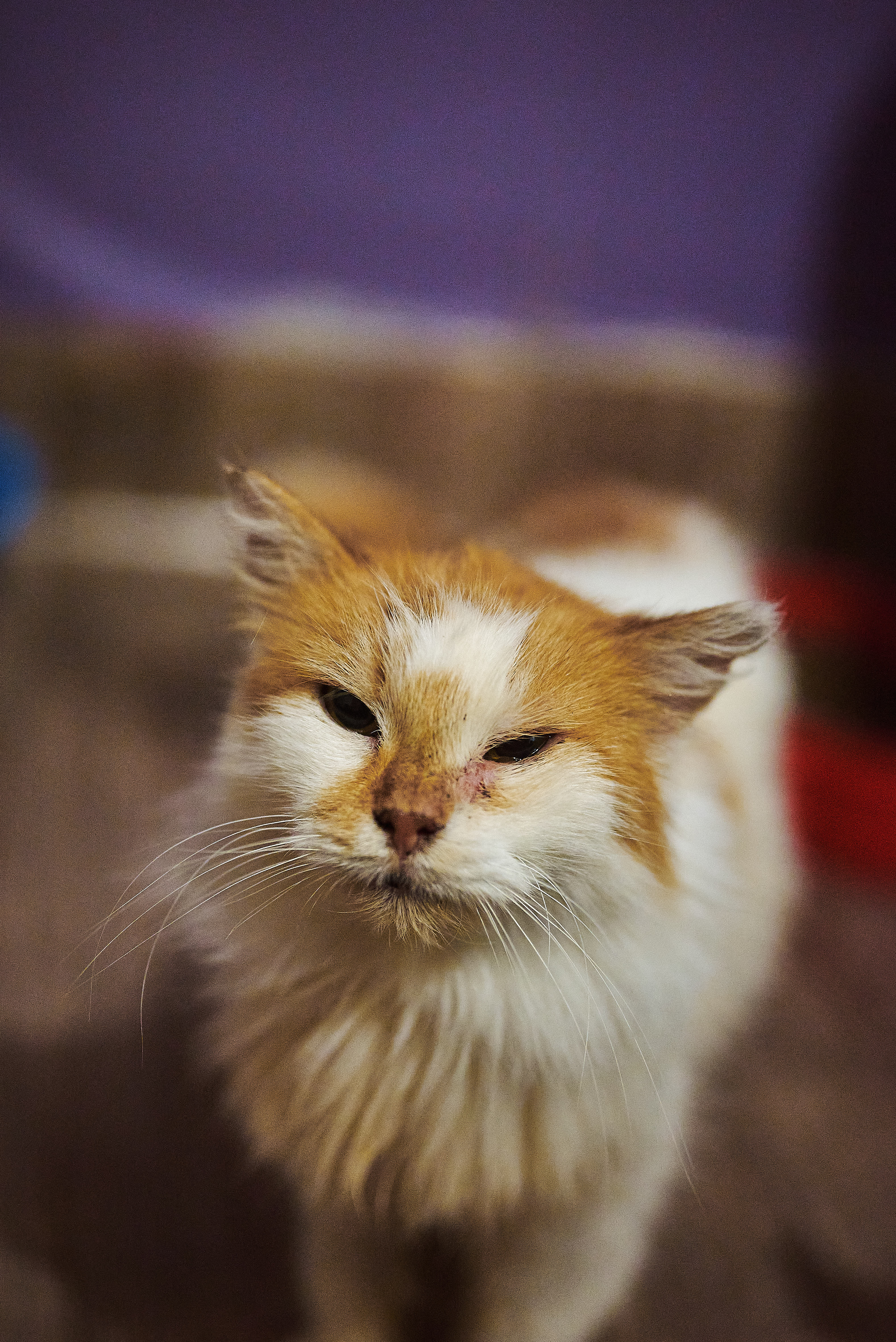 Сима