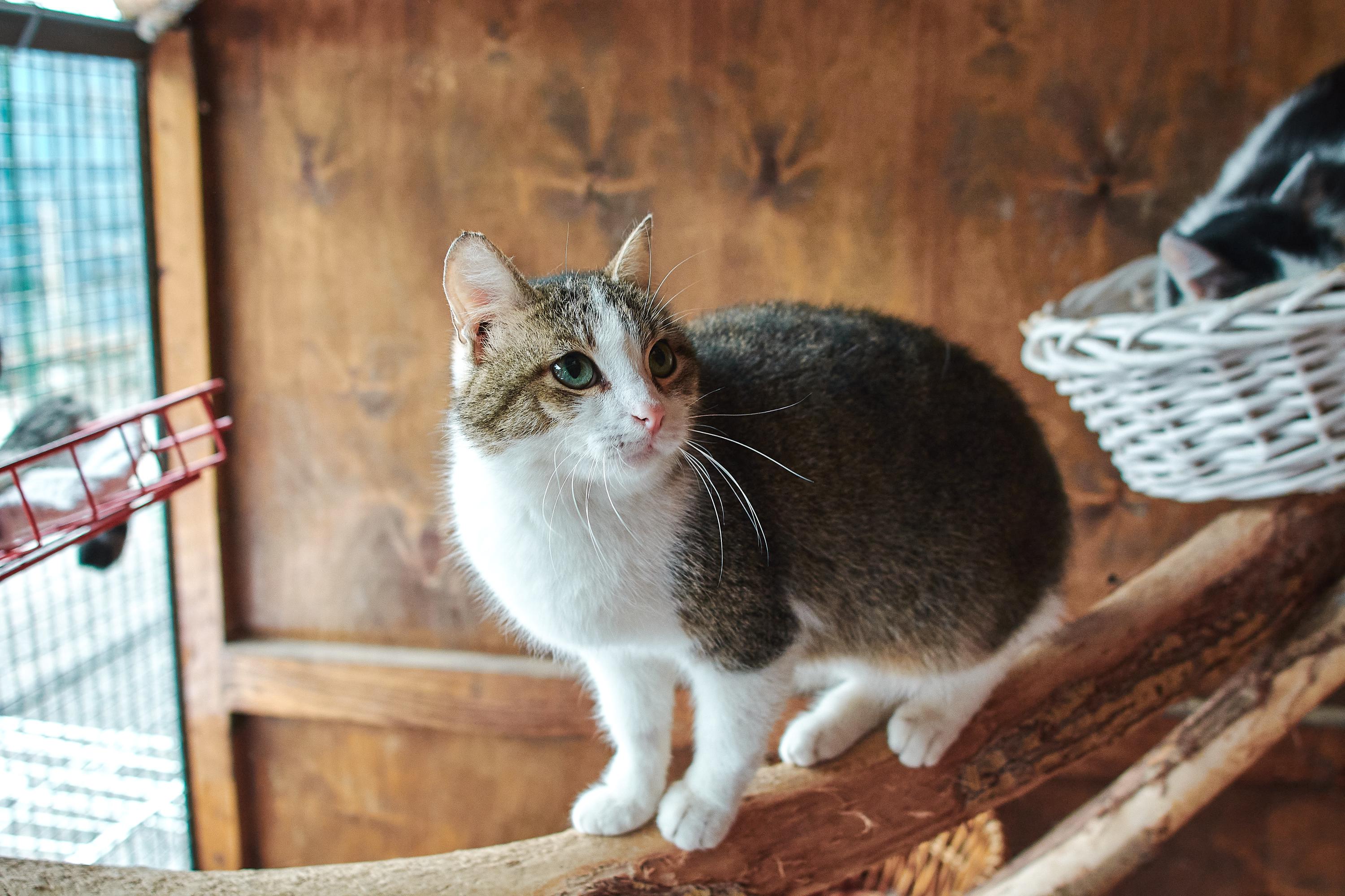 Лиса