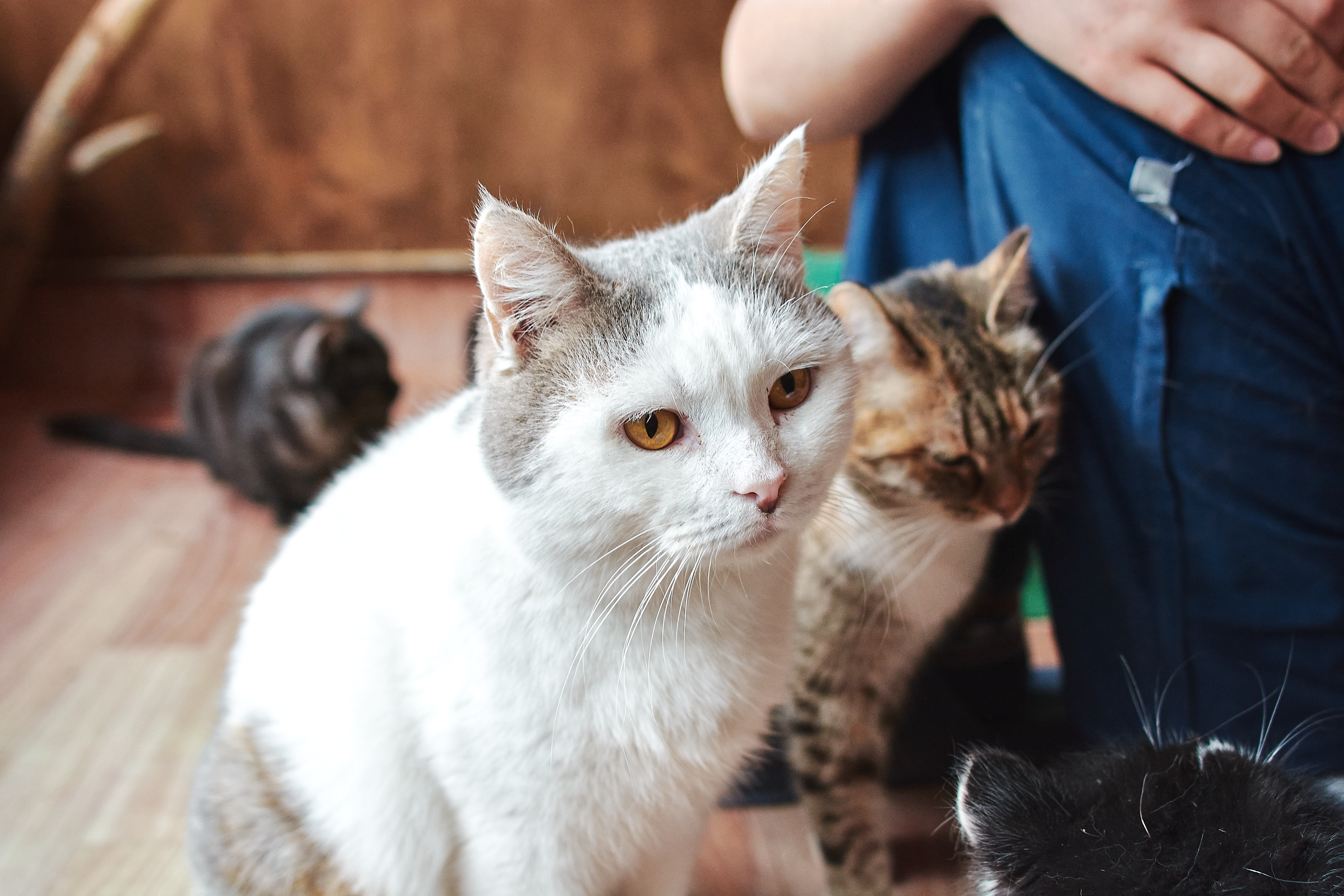 Котята