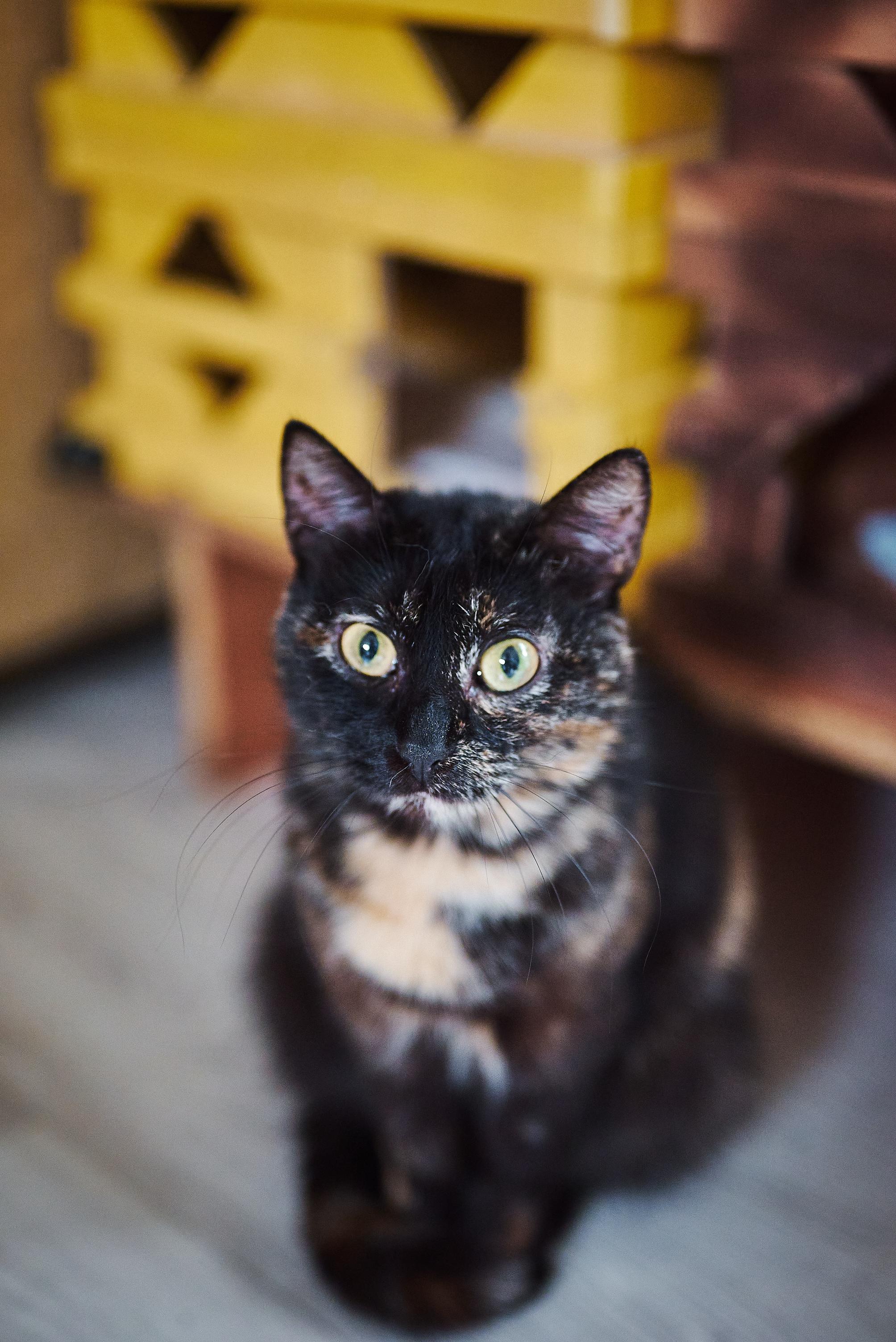 Маркиз