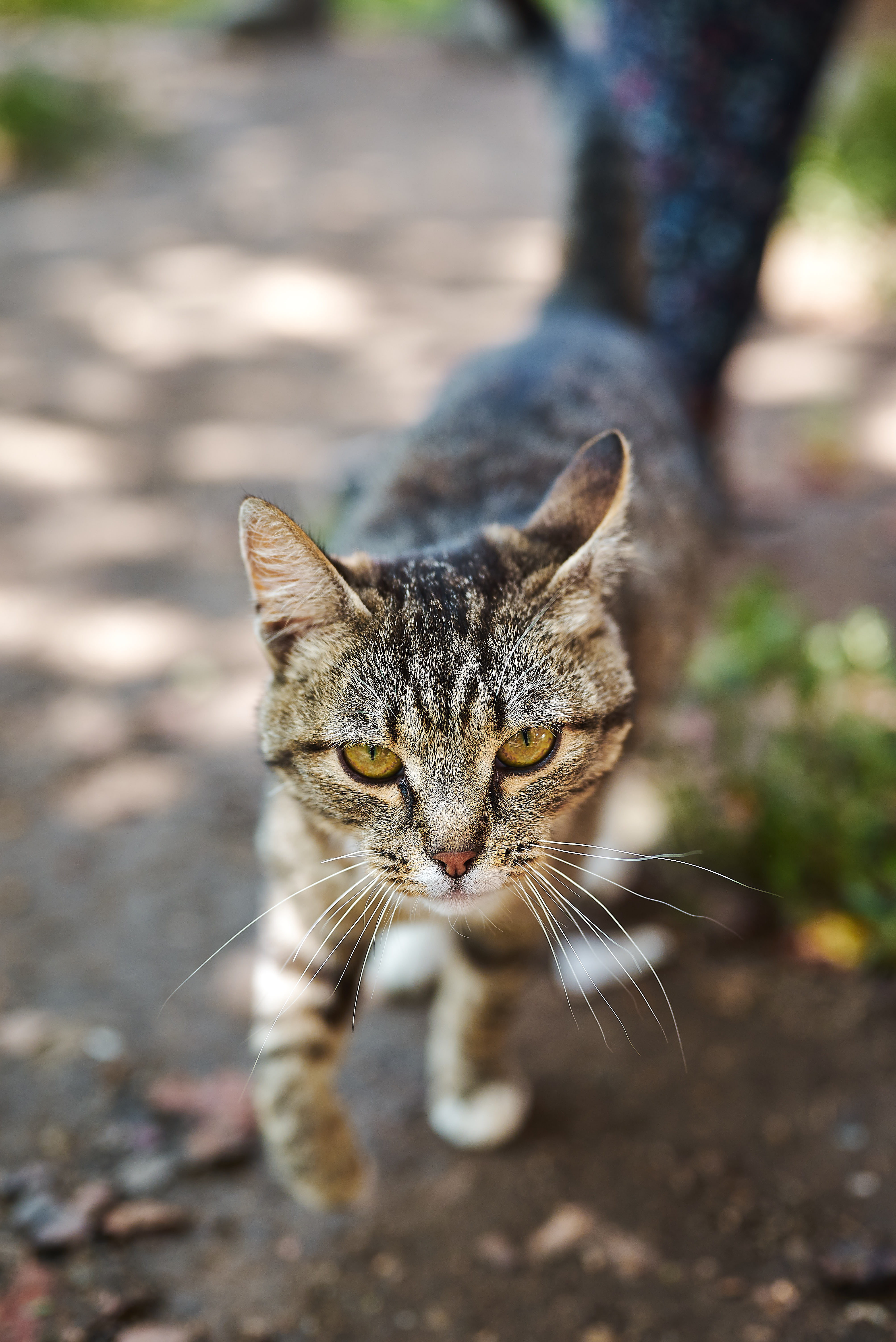Котя